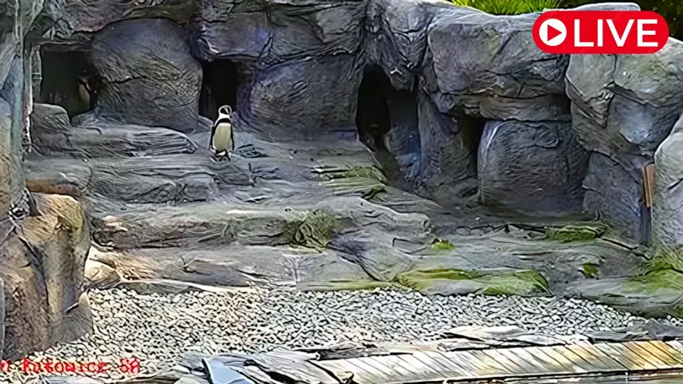 Penguins, Silesian Zoo Live Cam