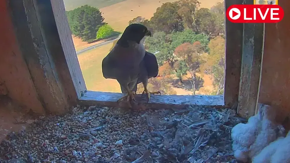 Peregrine falcon nest inside, Orange Live Cam