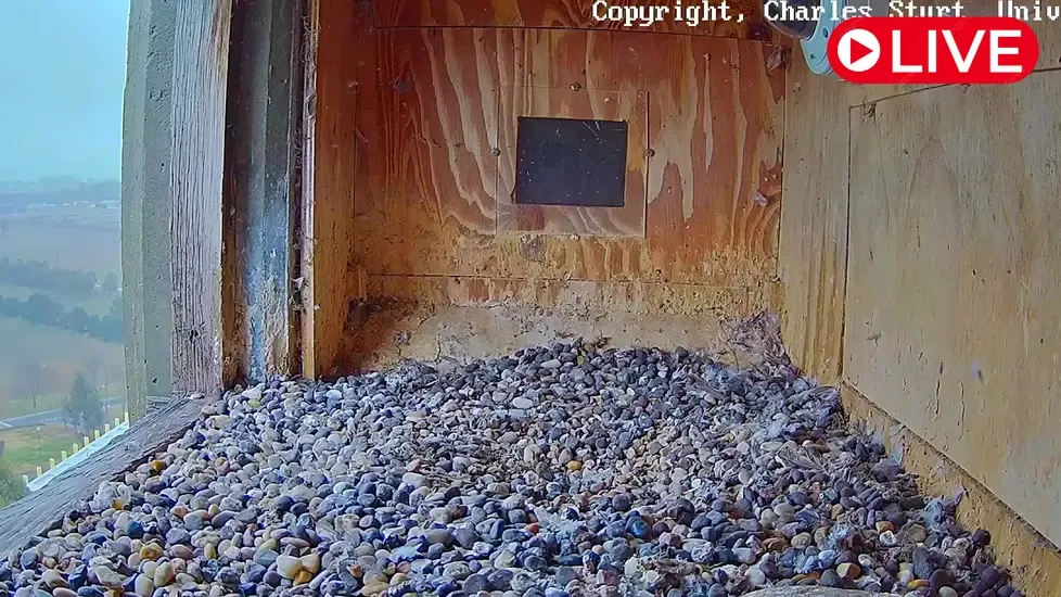 Peregrine falcon nest, Orange Live Cam
