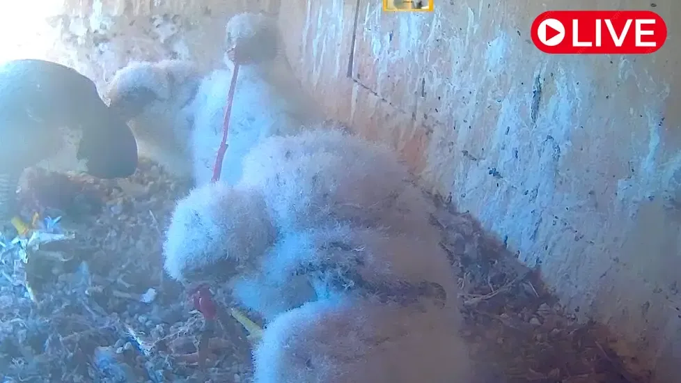 Peregrine falcon nest outside, Orange Live Cam