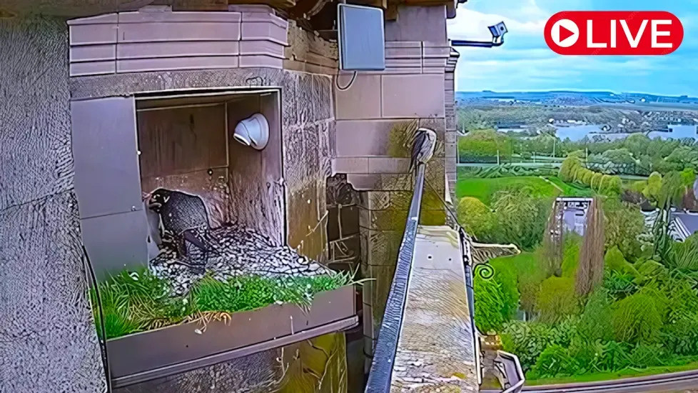 Live Webcam Peregrine Falcon, Oudenaarde