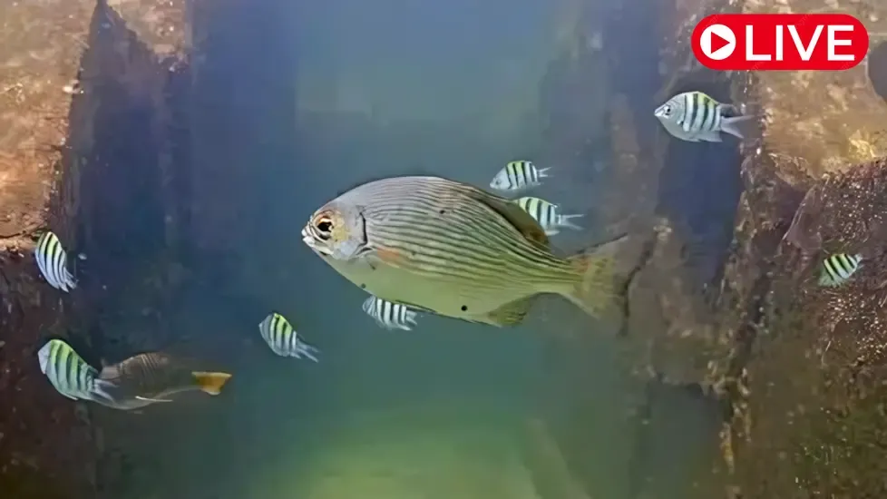 Pompano Beach Wahoo Bay, FL Live Cam