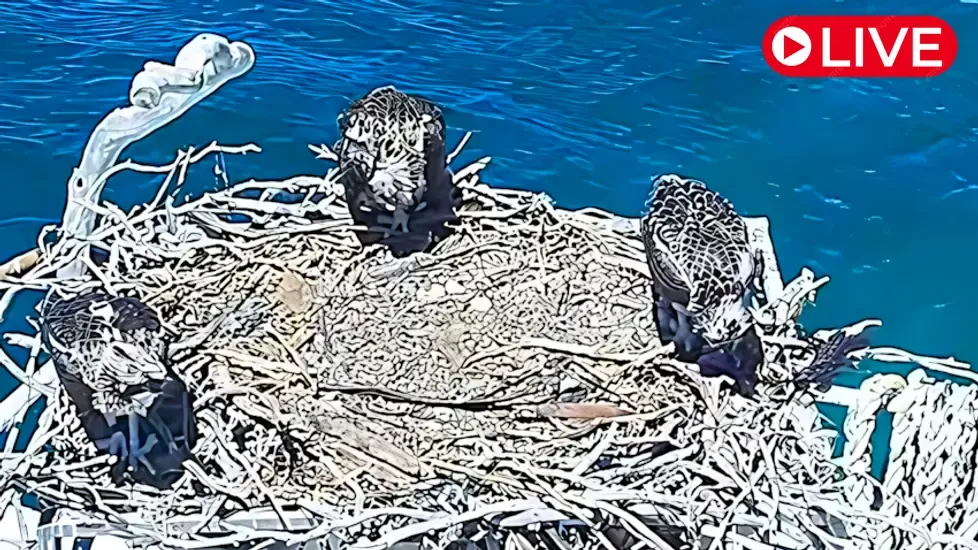 Port Lincoln Osprey Live Cam