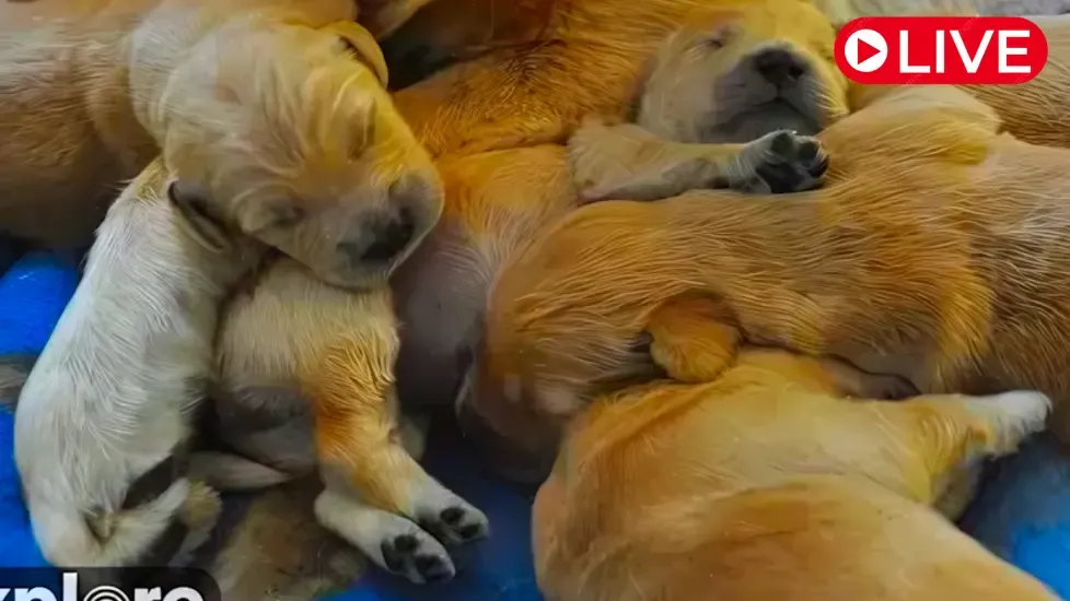 Puppies, ECAD, Winchester Live Cam