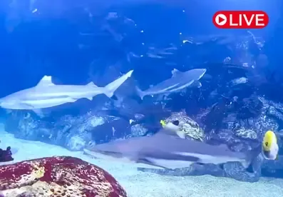 Reef Tank Exhibit, Toledo Zoo