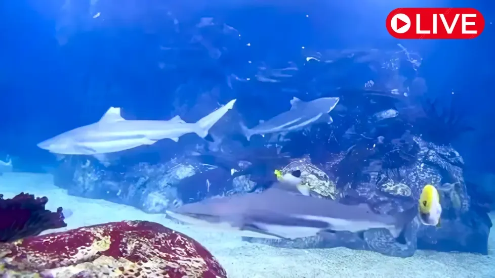 Reef Tank Exhibit, Toledo Zoo Live Cam