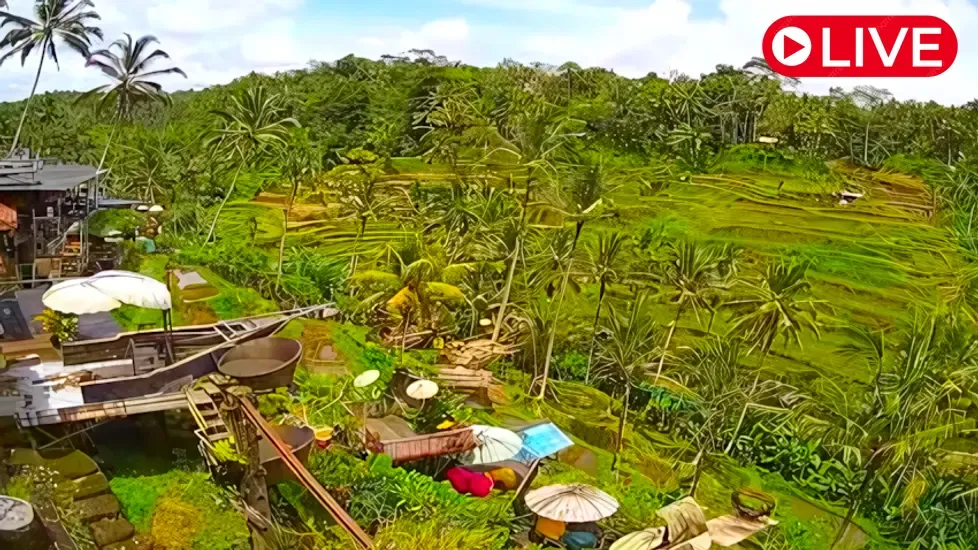 Rice Terrace Café, Tegallalang Live Cam