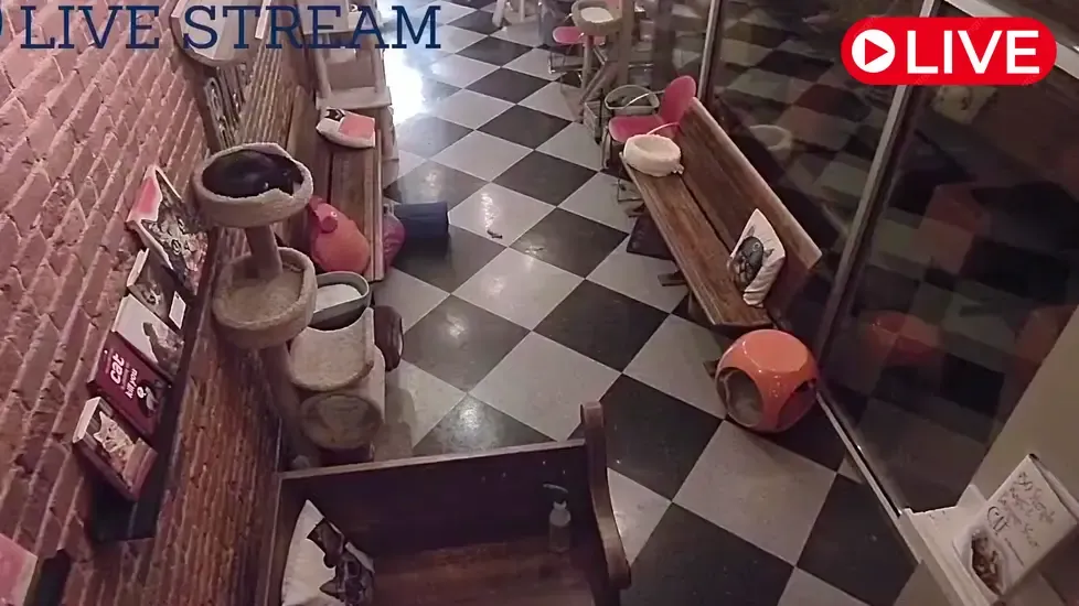 River Kitty Cat Cafe, Indiana Live Cam
