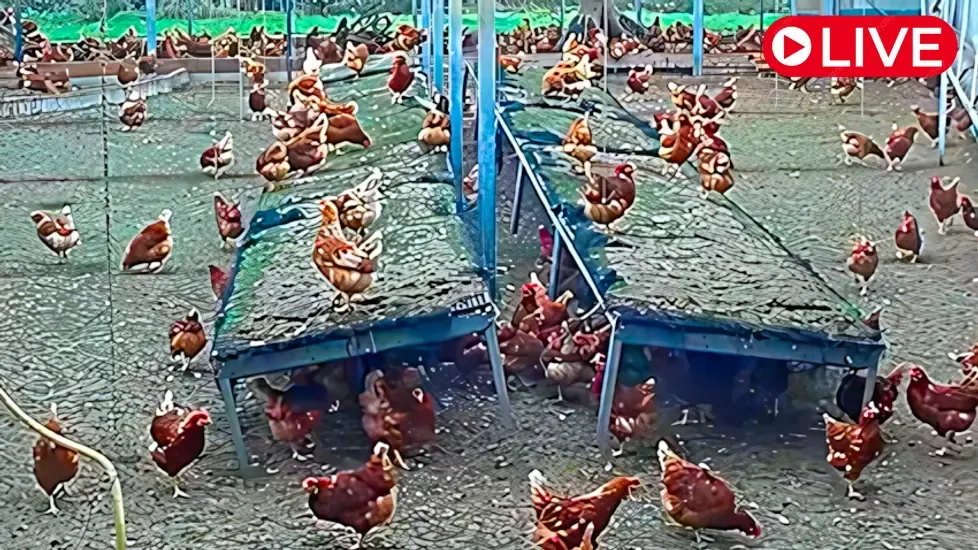 Rondeel Chickens, Gelderland Live Cam