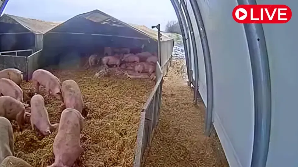 Ruhrtaler Freilandschwein Live Cam