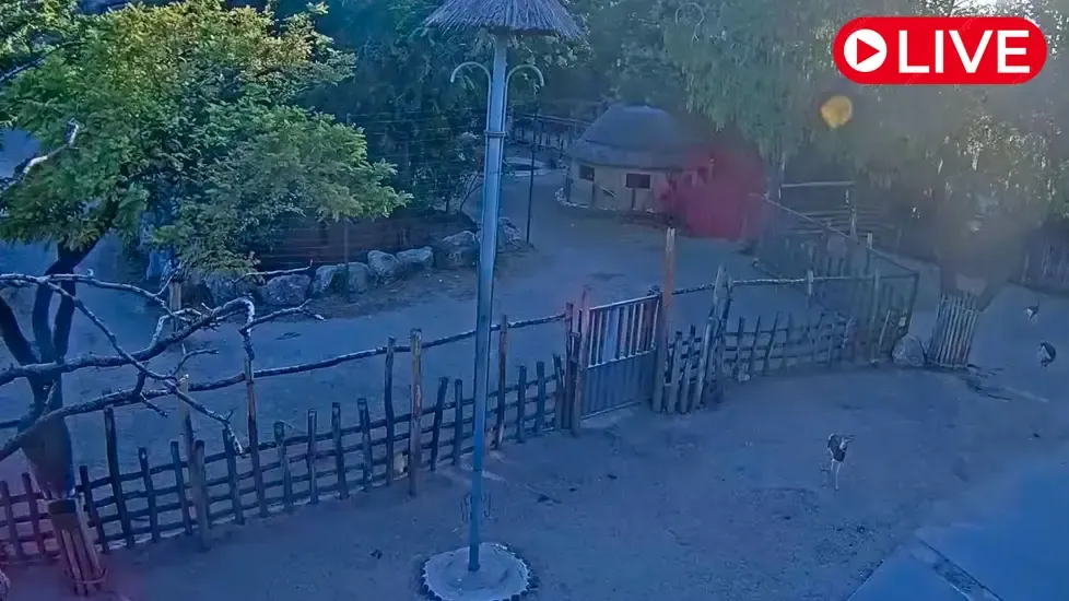 Savanna, Budapest Zoo Live Cam