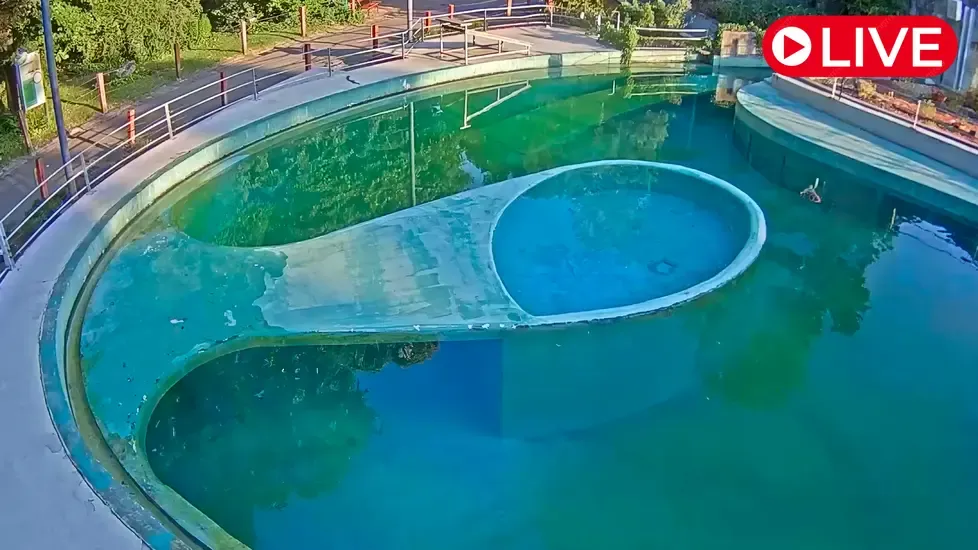 Seals, Budapest Zoo Live Cam