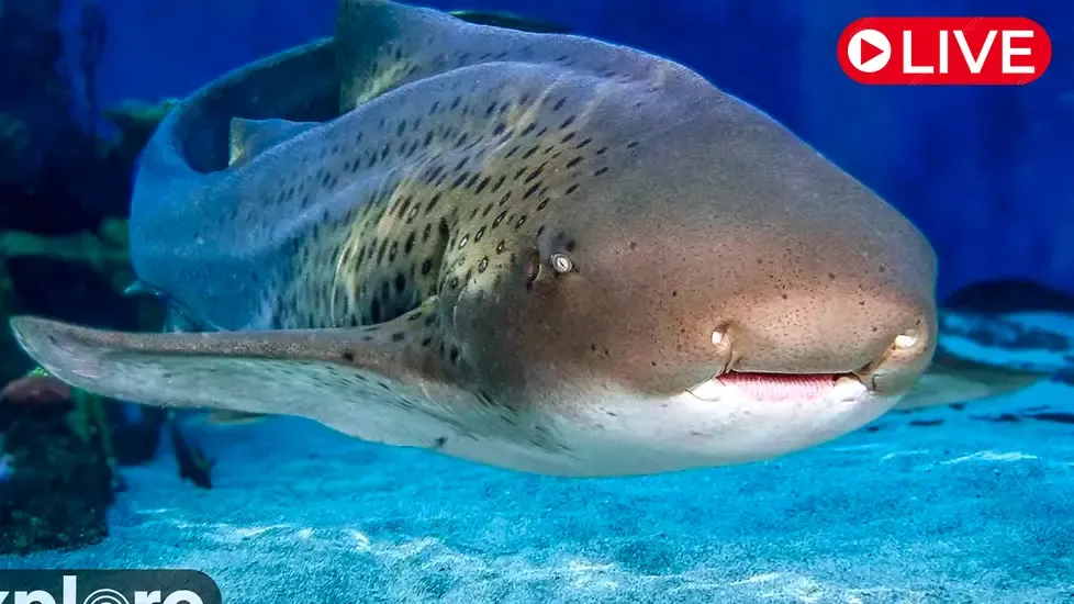 Shark Lagoon, Aquarium of Pacific Live Cam