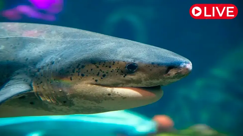 Live Webcam Shark, Monterey Bay Aquarium