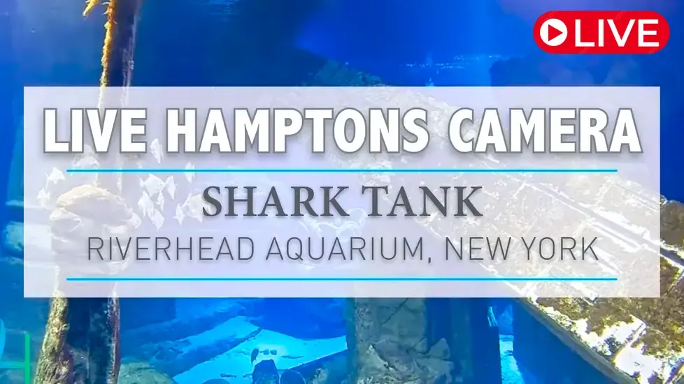 Sharks Long Island Aquarium Live Cam