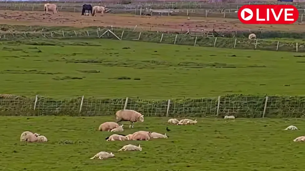 Sheep Farm De Waddel, Texel Live Cam