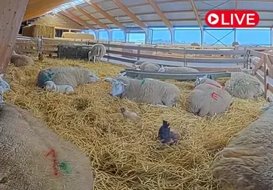 Sheep Farm Texel Cam