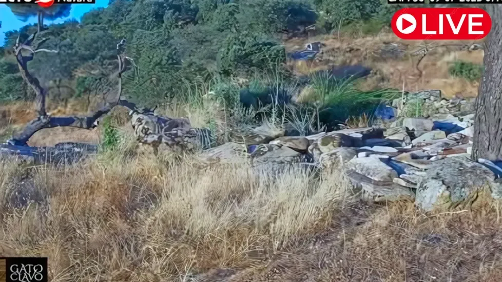 Sierra Morena, Jaén Live Cam