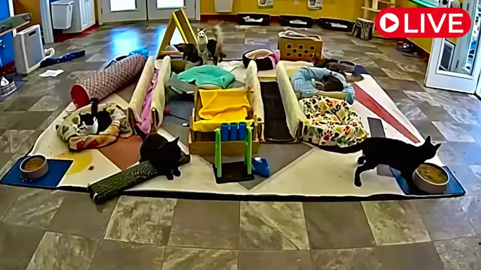 SNAP Cats Kitten Room, California Live Cam
