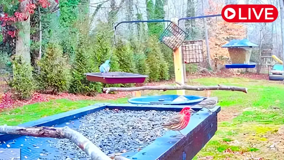 Southeast Bird Feeder, North Carolina Live Cam