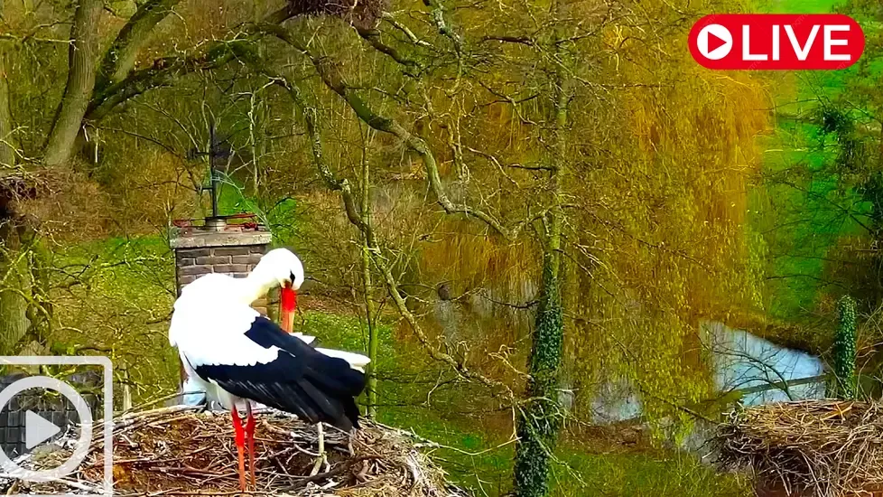 Stork shelter, Herwijnen Live Cam