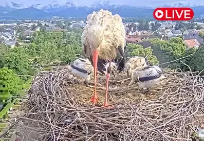 Stork's Nest Kirchzarten, Germany