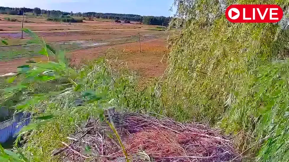 Storks nest, Nowy Kamień Live Cam
