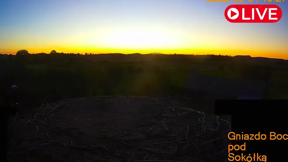 Storks nest, Sokolka Live Cam