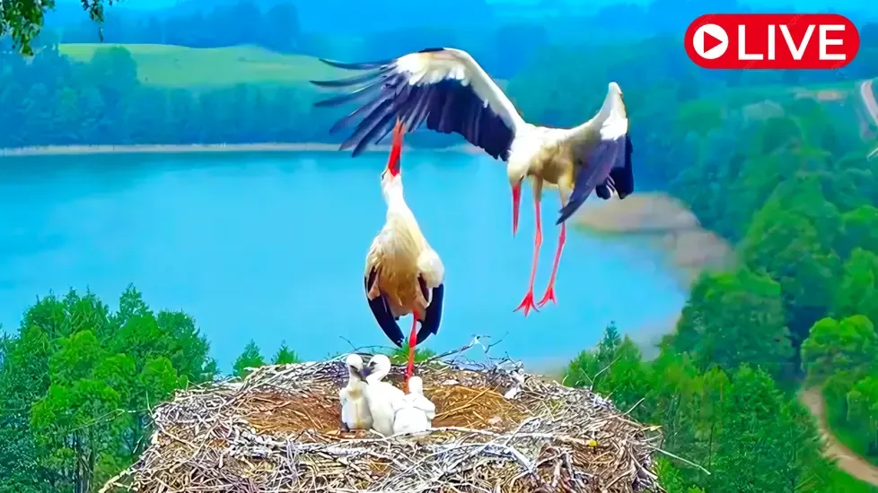 Storks nest, Suwalki landscape park Live Cam