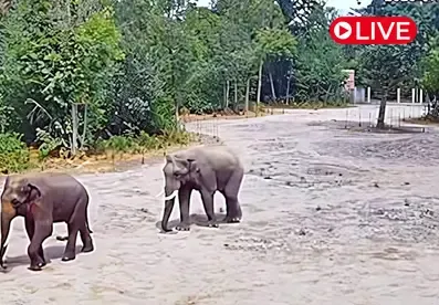 Szeged Zoo Elephants, Hungary