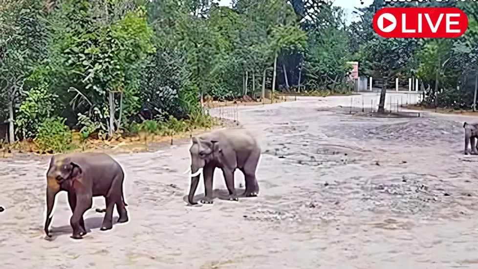 Szeged Zoo Elephants, Hungary Live Cam