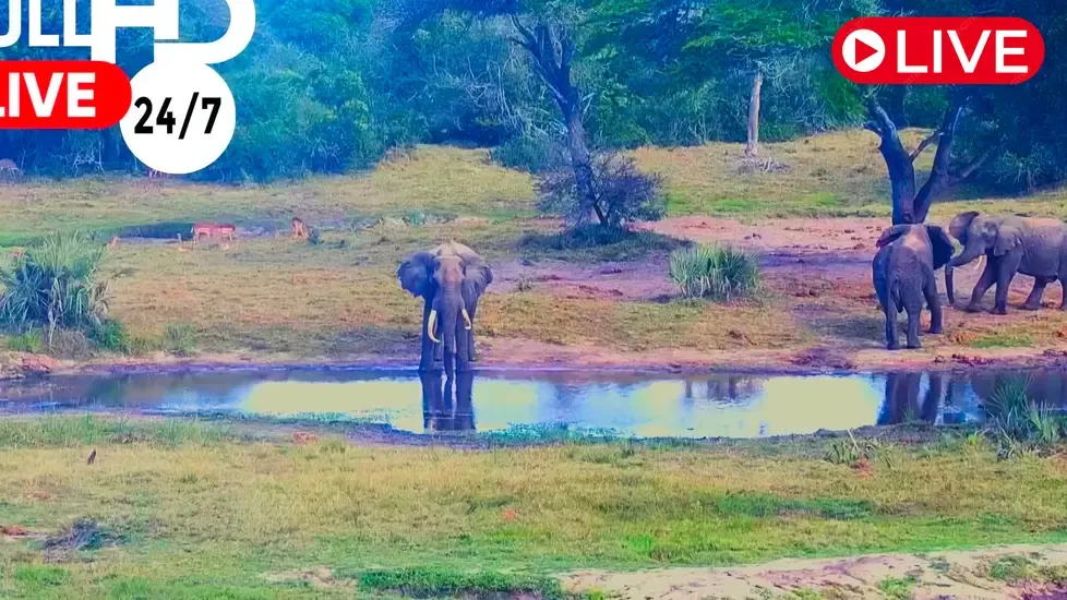 Tembe Elephant Park, South Africa Live Cam