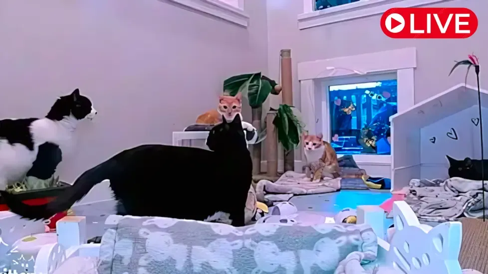 TinyKittens, Fort Langley Live Cam