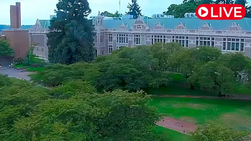 UW The Quad Cherry Blossom Live Cam