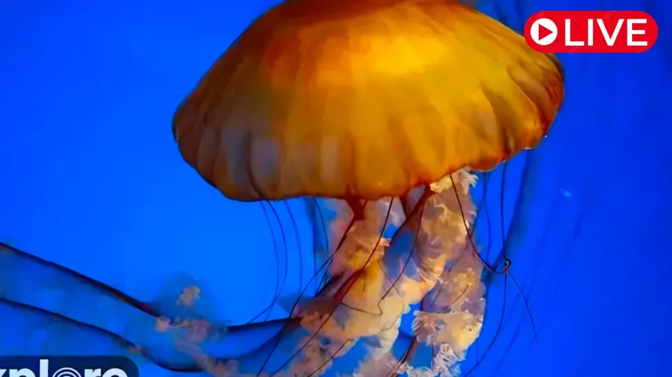 Pokrzywy morskie z zachodniego wybrzeża, Akwarium Pacyfiku kamera na żywo