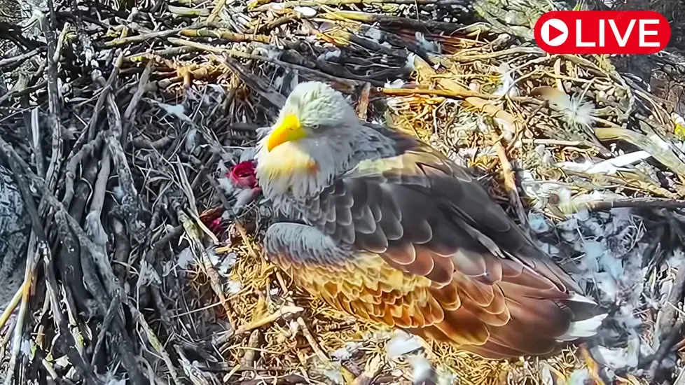 White-Tailed Eagle nest, Danube-Ipoly National Park Live Cam