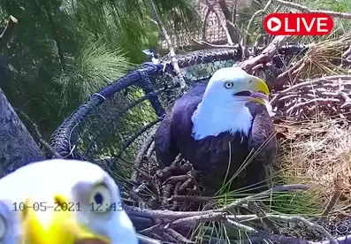 Wild Bald Eagle Nest, Florida