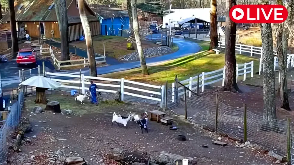 Yard, Ipswich Live Cam