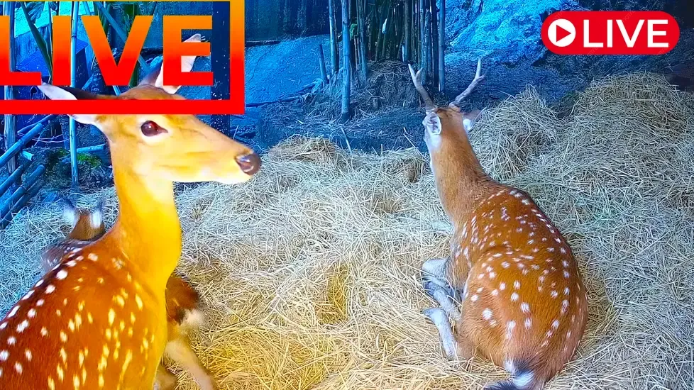 Zoo Cafe, Koh Phangan Live Cam